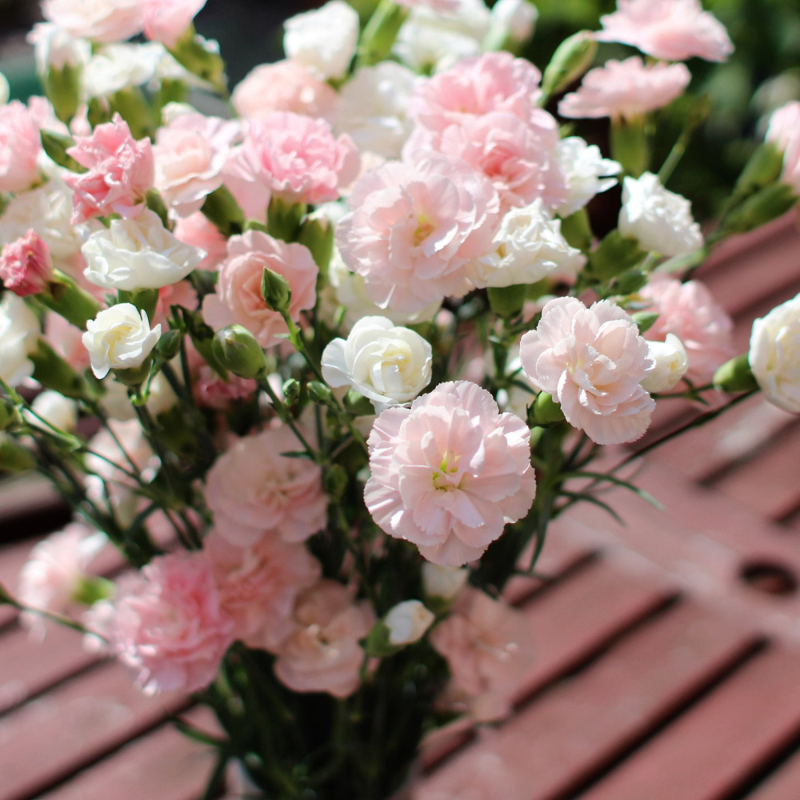 Mixed Carnation Flower Seeds