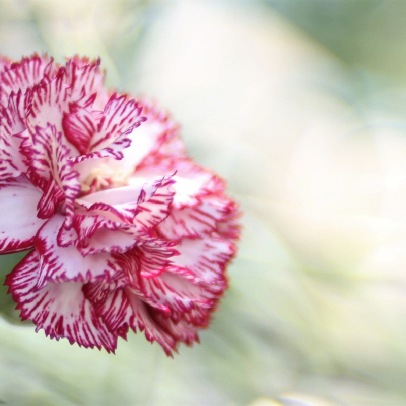 Mixed Carnation Flower Seeds