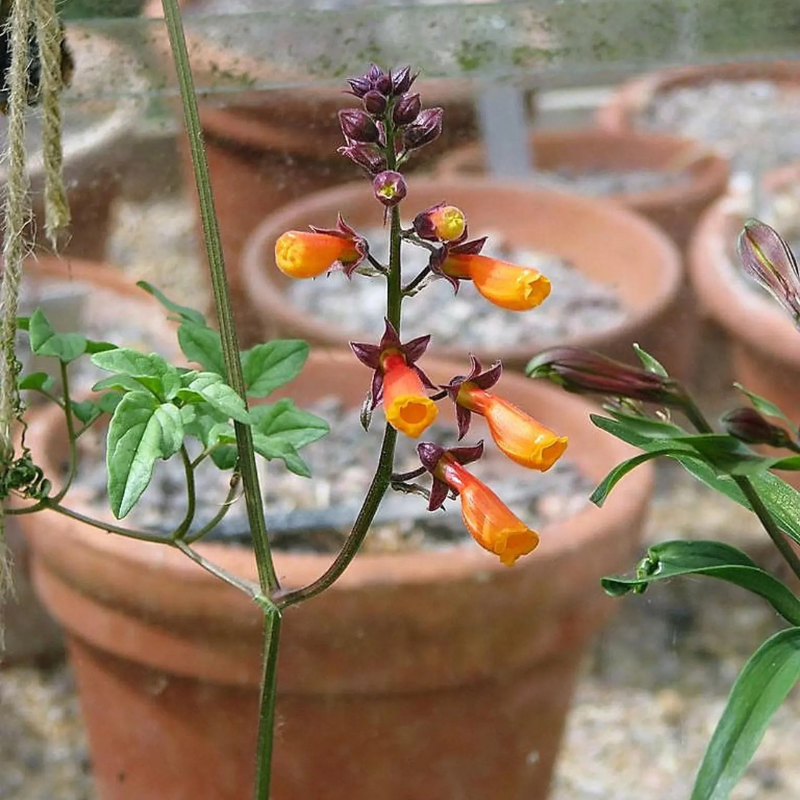 Mixed Glory Vine Seeds