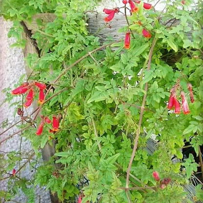 Mixed Glory Vine Seeds