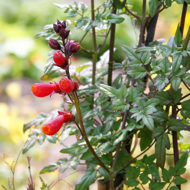 Mixed Glory Vine Seeds