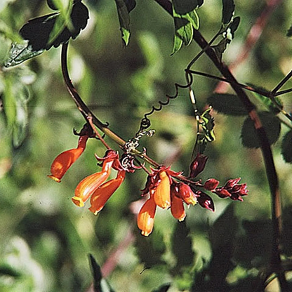 Mixed Glory Vine Seeds