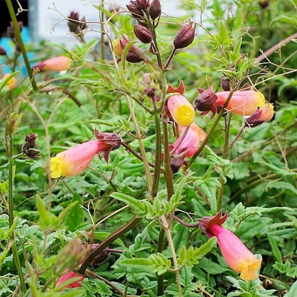 Mixed Glory Vine Seeds