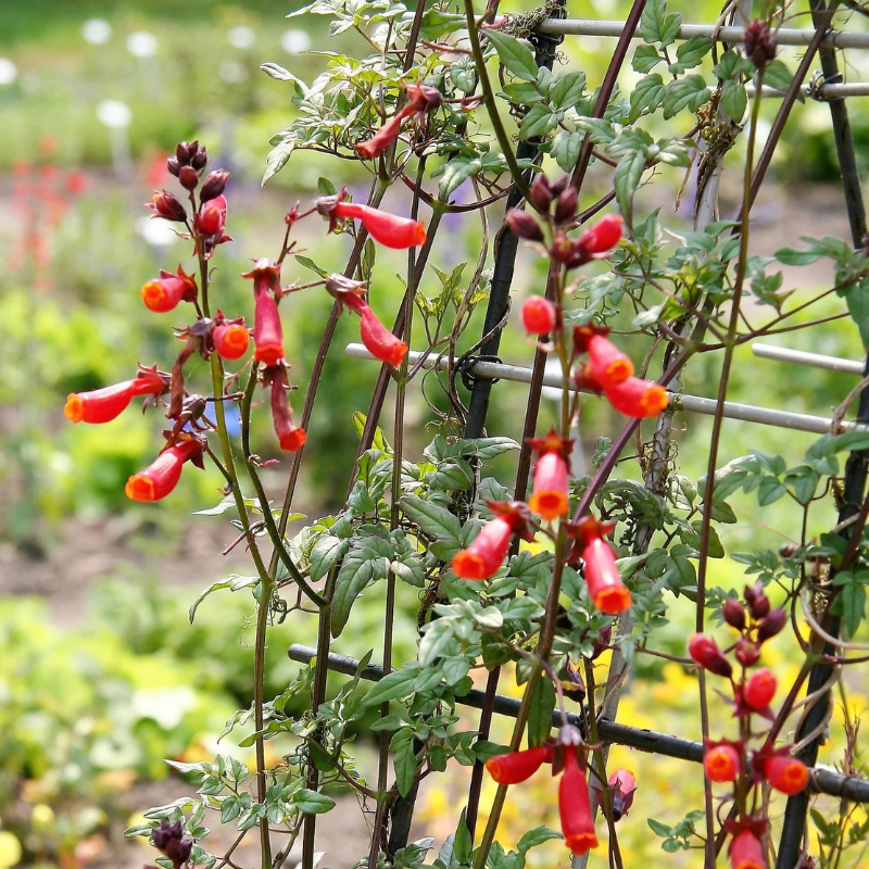 Mixed Glory Vine Seeds