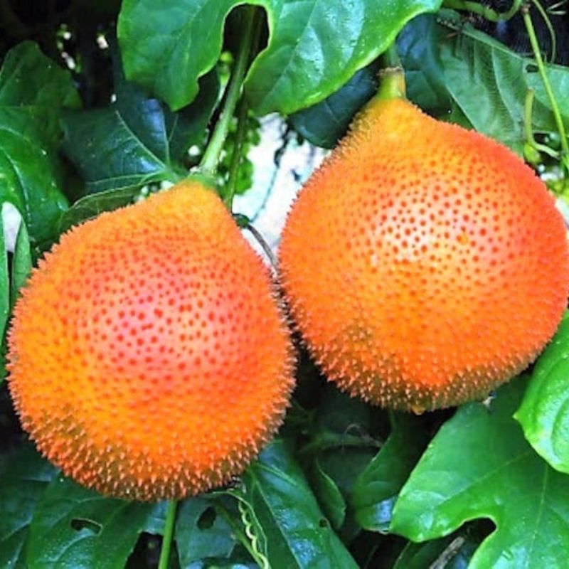 Momordica Cochinchinensis Fruit Seeds