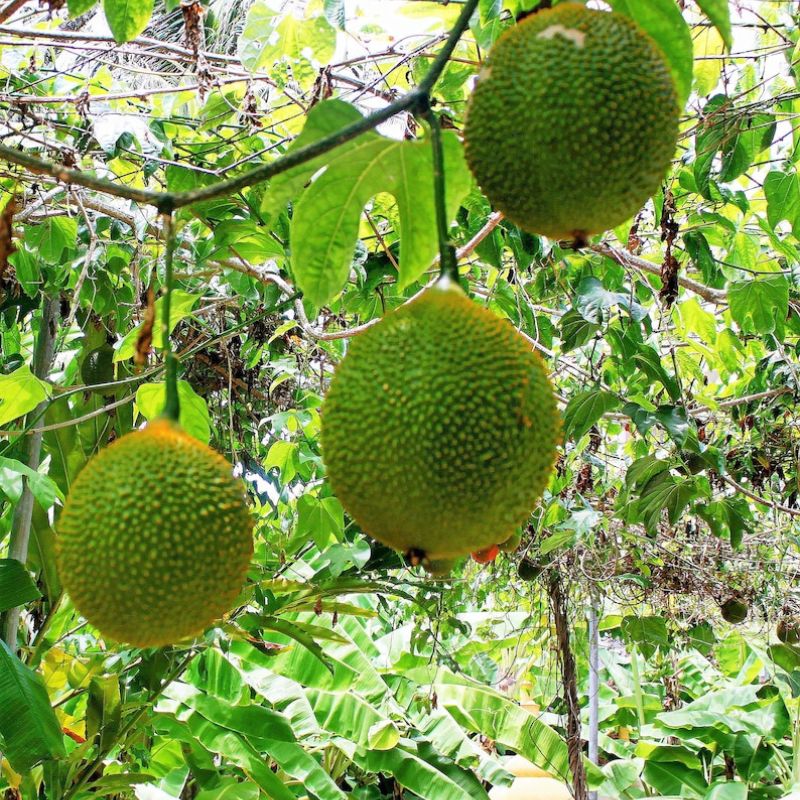 Momordica Cochinchinensis Fruit Seeds