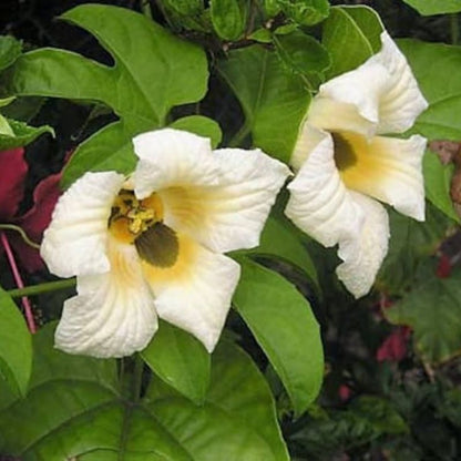 Momordica Cochinchinensis Fruit Seeds