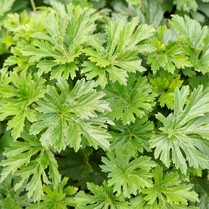 Motherwort Flower Herb Seeds