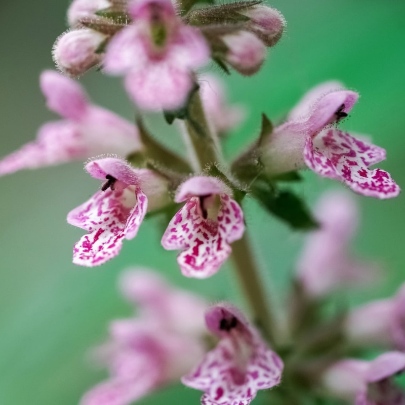 Motherwort Flower Herb Seeds