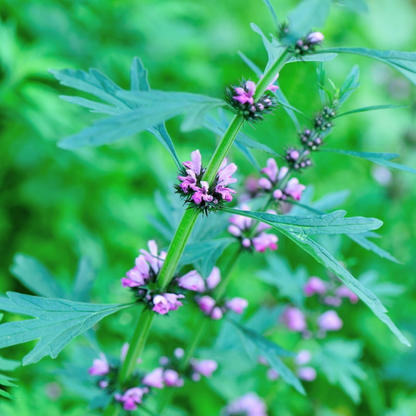 Motherwort Flower Herb Seeds