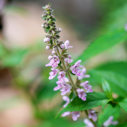 Motherwort Flower Herb Seeds