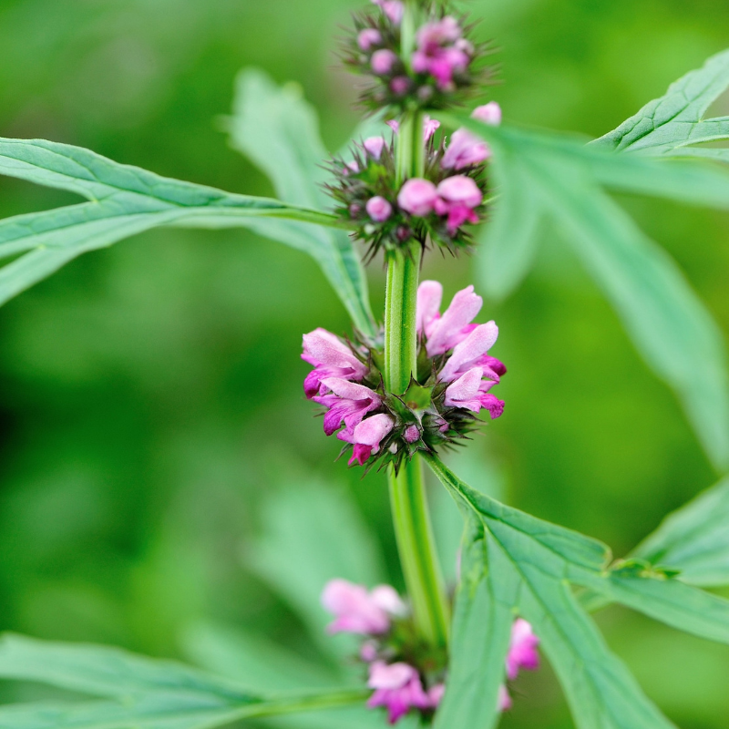 Motherwort Flower Herb Seeds