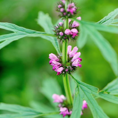 Motherwort Flower Herb Seeds