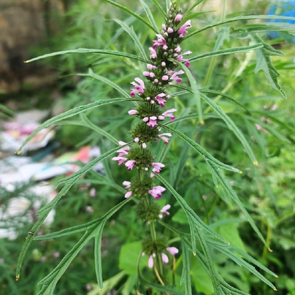 Motherwort Flower Herb Seeds