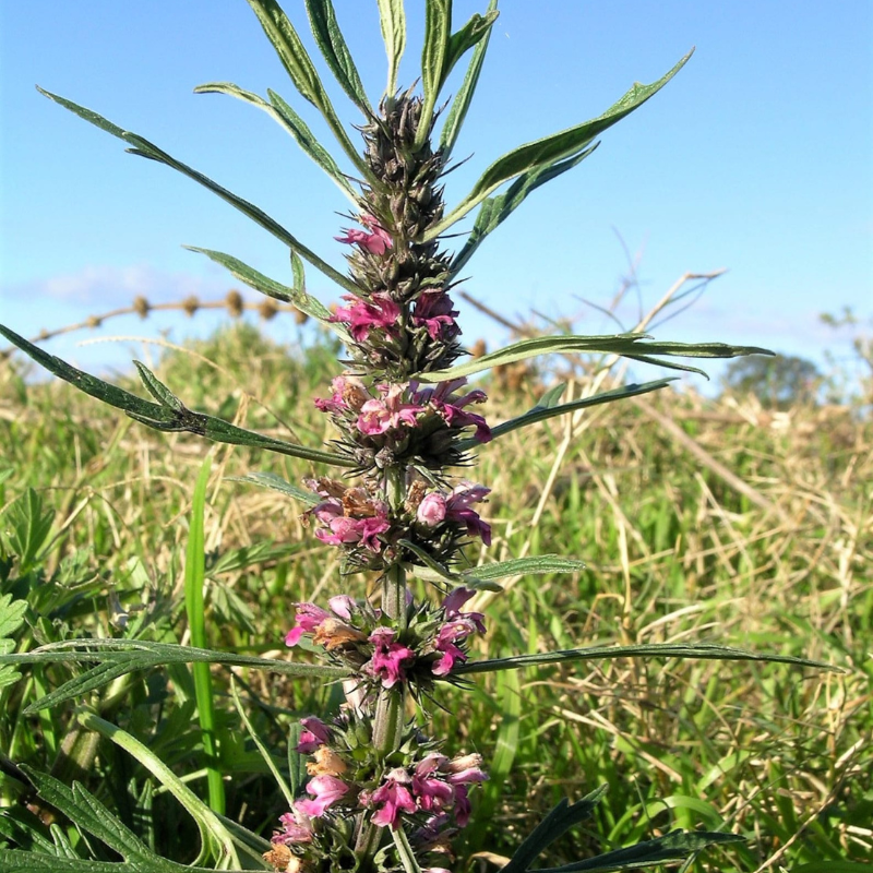 Motherwort Flower Herb Seeds