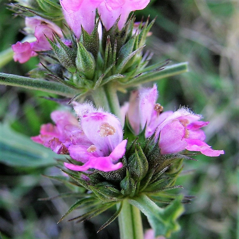 Motherwort Flower Herb Seeds