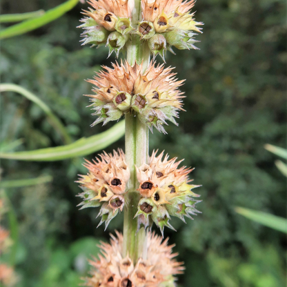 Motherwort Flower Herb Seeds