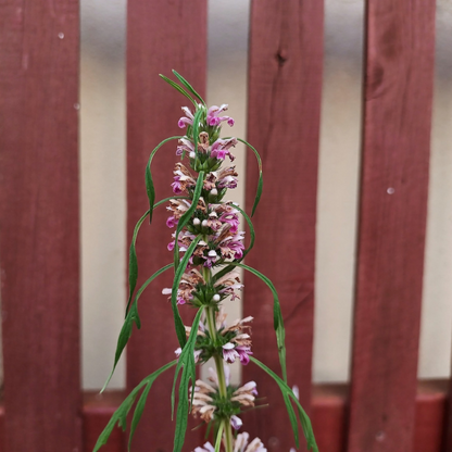 Motherwort Flower Herb Seeds