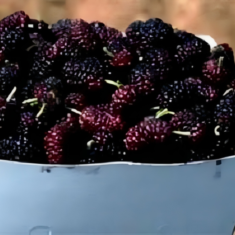 Mulberry Fruit Seeds