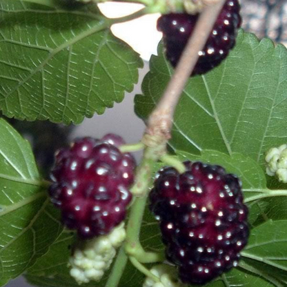 Mulberry Fruit Seeds