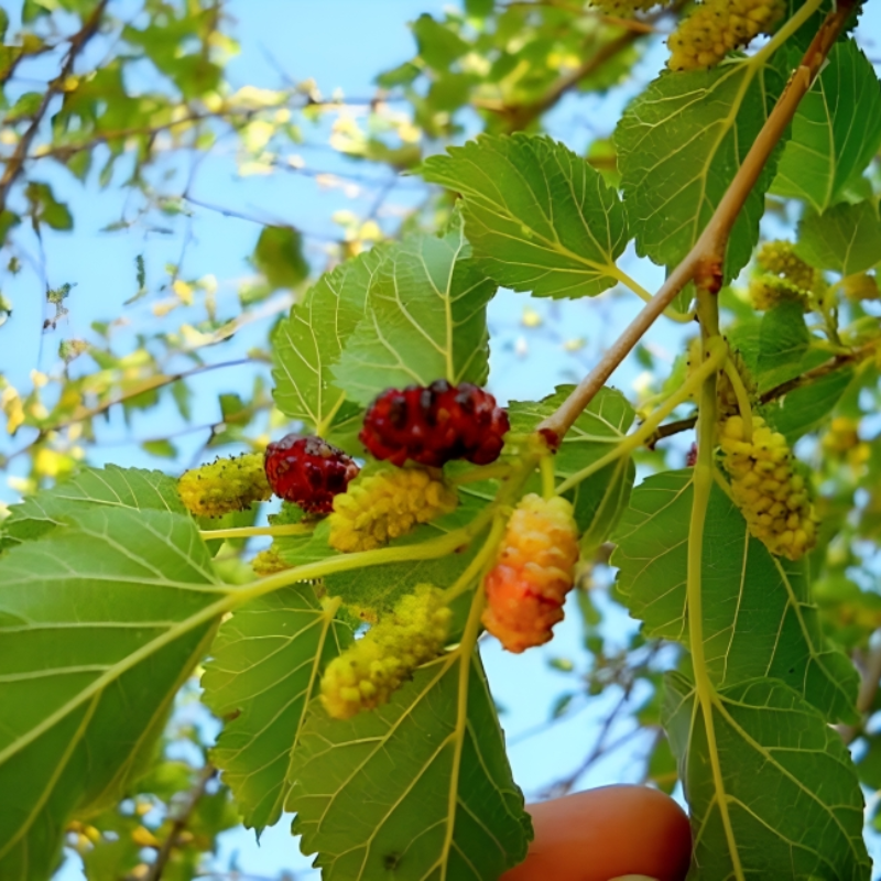 Mulberry Fruit Seeds