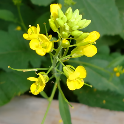 Mustard Herb Seeds