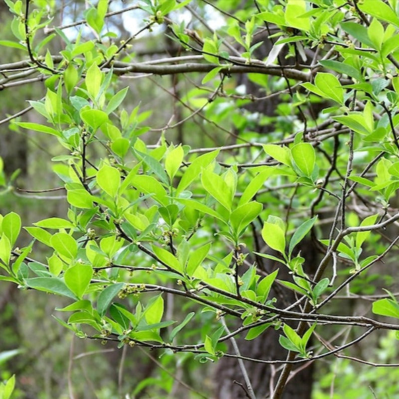 Northern Spicebush Seeds