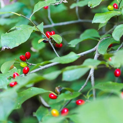 Northern Spicebush Seeds