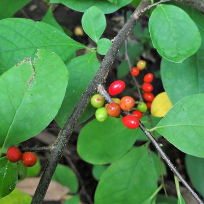 Northern Spicebush Seeds