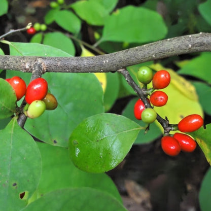 Northern Spicebush Seeds