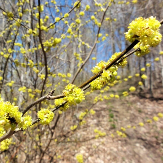 Northern Spicebush Seeds