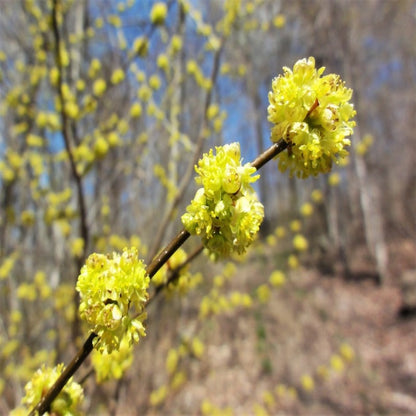 Northern Spicebush Seeds