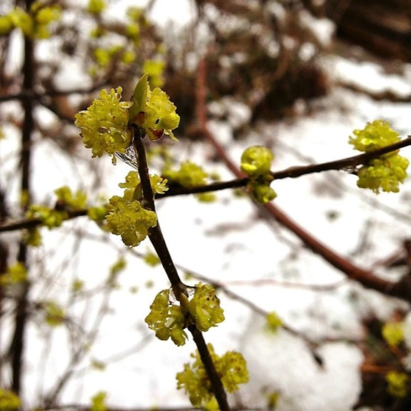 Northern Spicebush Seeds