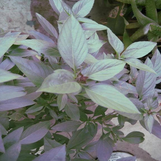 Ocimum Thyrsiflora Herb Flower Seeds
