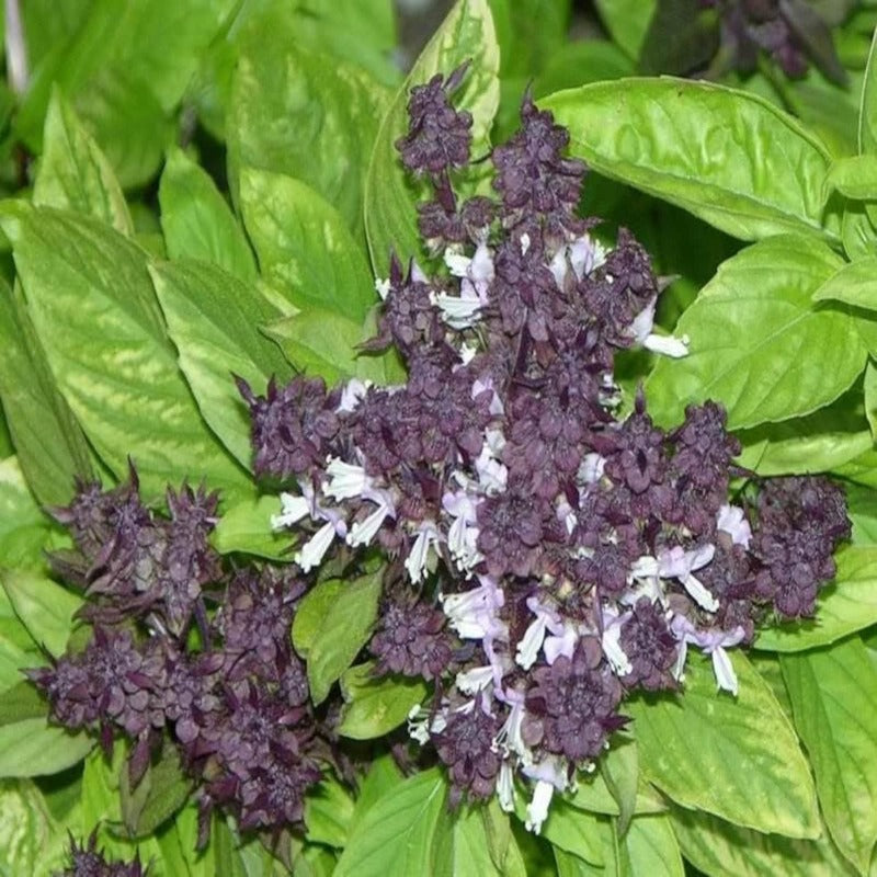 Ocimum Thyrsiflora Herb Flower Seeds