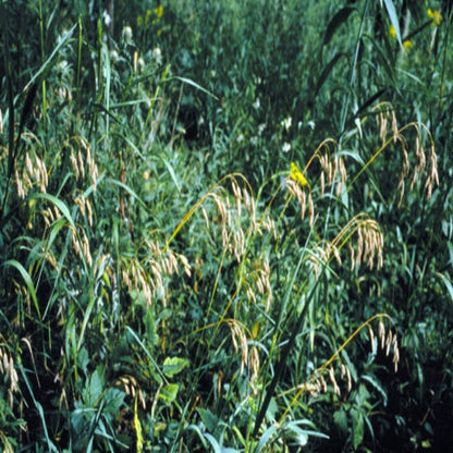 Ornamental Grass Bromus Kalmii Seeds