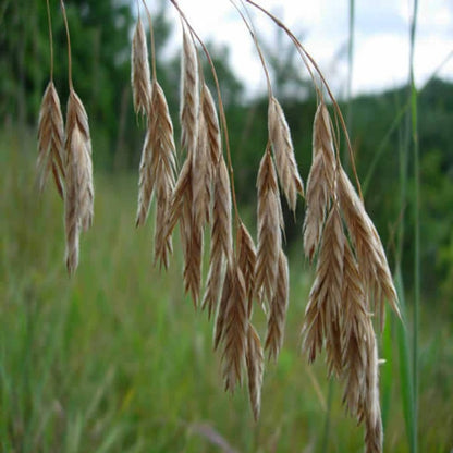 Ornamental Grass Bromus Kalmii Seeds