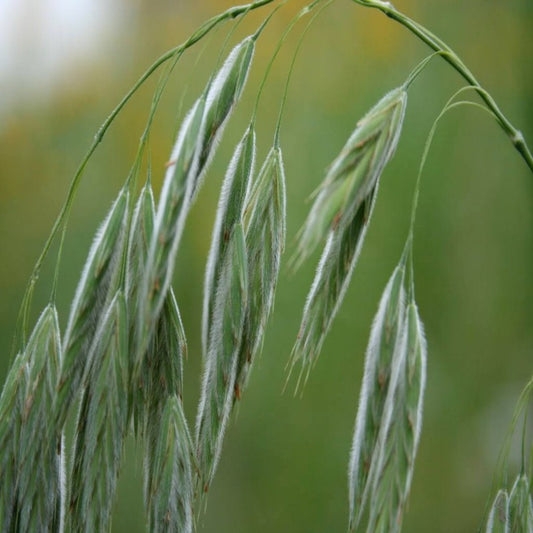Ornamental Grass Bromus Kalmii Seeds