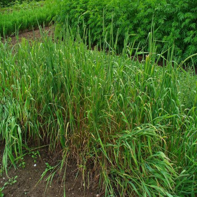 Ornamental Phleum Pratense Grass Seeds