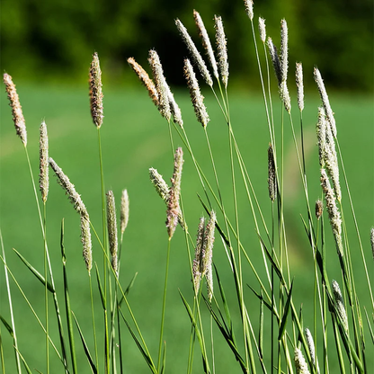 Ornamental Phleum Pratense Grass Seeds