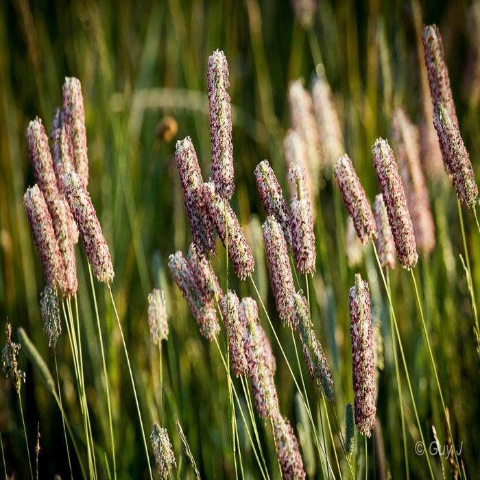 Ornamental Phleum Pratense Grass Seeds