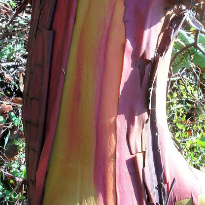 Pacific Madrone Tree Seeds