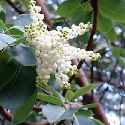 Pacific Madrone Tree Seeds