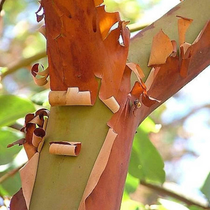 Pacific Madrone Tree Seeds