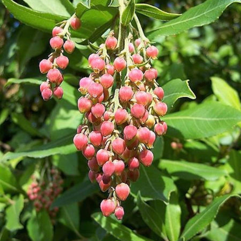 Pacific Madrone Tree Seeds