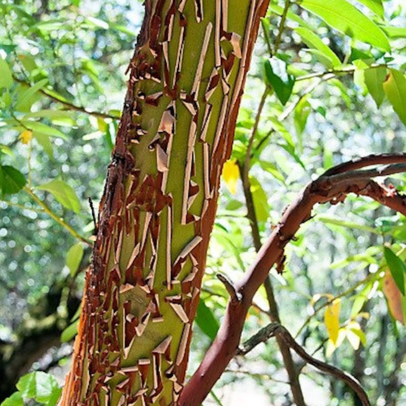 Pacific Madrone Tree Seeds