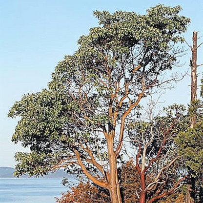 Pacific Madrone Tree Seeds