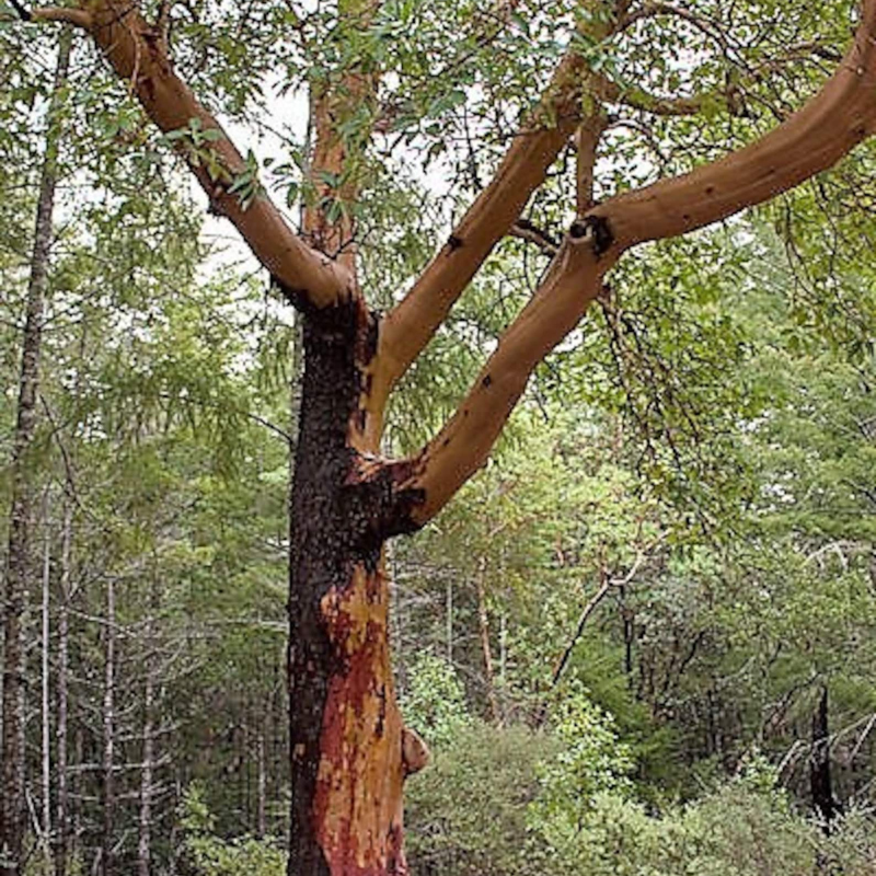 Pacific Madrone Tree Seeds