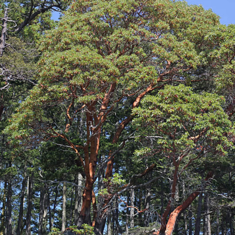 Pacific Madrone Tree Seeds