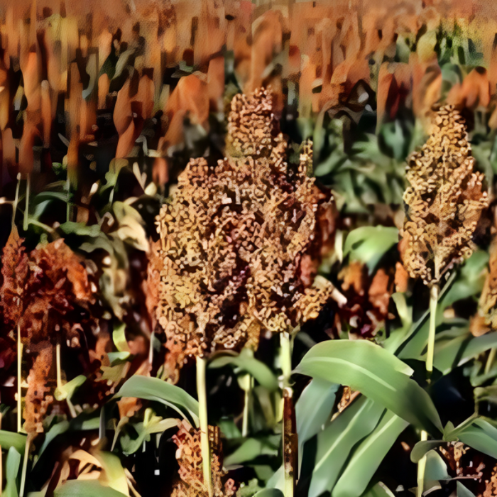 Sugar Drip Sorghum Seeds — Montana Seed Farmer